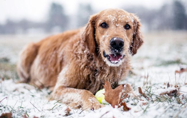Погода на сегодня: на западе Украины ожидается мокрый снег, температура до +14