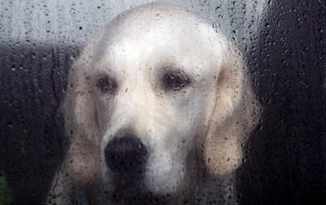 Погода на сегодня: в Украине переменная облачность, местами дожди с грозами, температура до +24