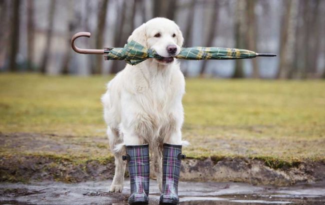 Погода на завтра: в Украине местами мокрый снег, температура до +11