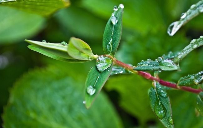 Приготовьте зонты: синоптики рассказали, где ожидаются дожди
