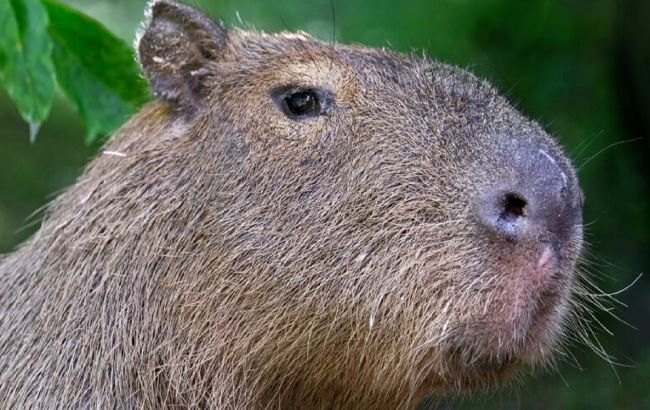 Спасенный из-под обстрелов капибара Тоха закончил лечение: как он выглядит сейчас
