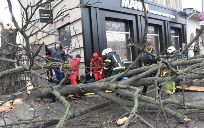 В Кропивницком из-за непогоды упало дерево, есть пострадавшая