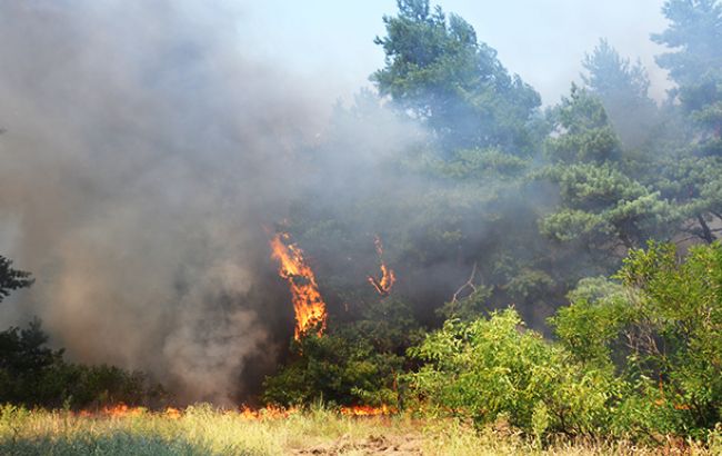 Власти Португалии потратят на помощь пострадавшим от пожаров более 400 млн евро