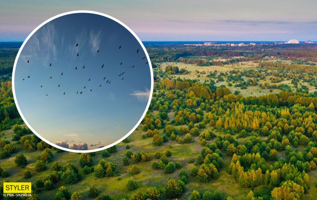 В Чернобыле появились редкие птицы: занесены в Красную книгу