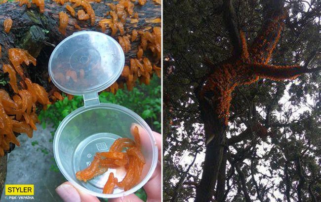 Съедает ржавчина: в Крыму погибают уникальные деревья