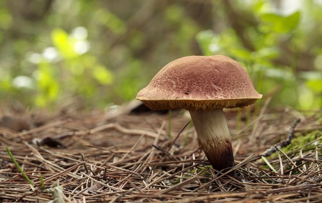 В Украине нашли гигантский гриб: больше футбольного мяча