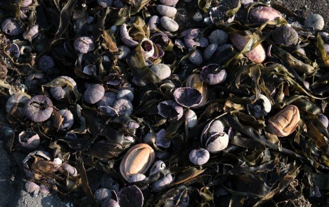 Загрязнение воды на Камчатке: гибнут животные, пострадали десятки людей