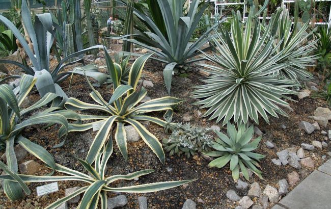 У Ботанічному саду Києва можуть загинути унікальні рослини: що сталося