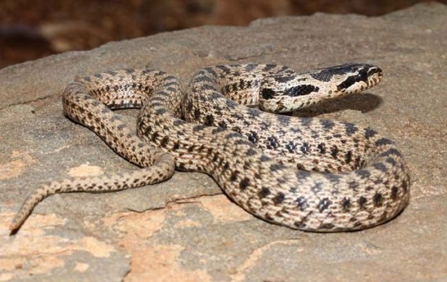 У Дніпрі на дитячий майданчик заповзла 1,5-метрова змія і засіла на дереві (фото)