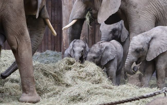 У Британії можуть заборонити утримання слонів у зоопарках: тварини страждають у неволі