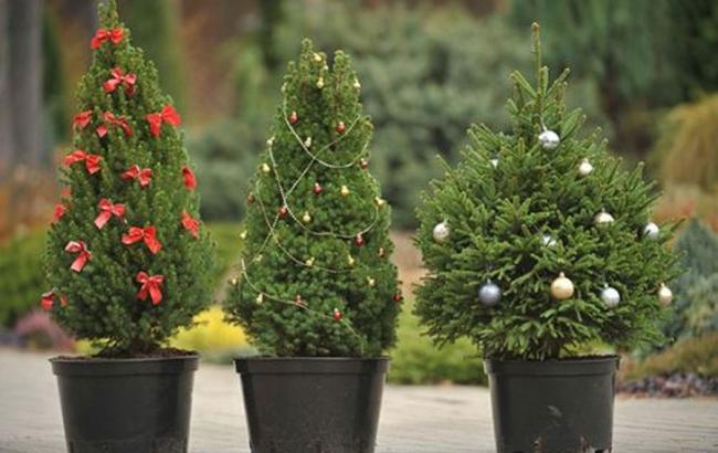 Полиция планирует взять под охрану все елки Киева