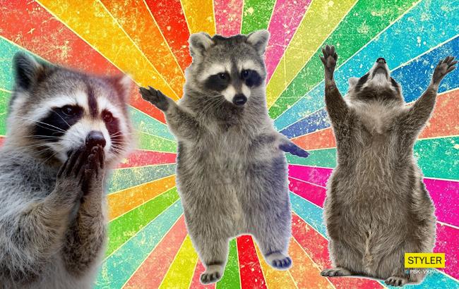 Ось чому господарі єнотів - найщасливіші люди на світі (кращі фото і відео з мережі)