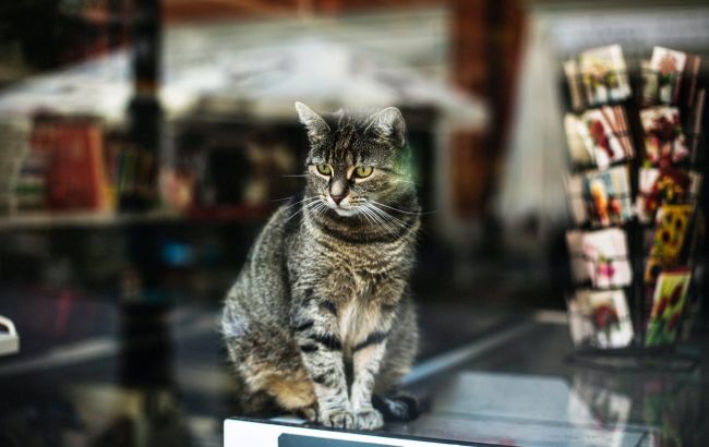 Понад 4000 гривень. Як отримати гроші на лікування собаки чи кота у Польщі