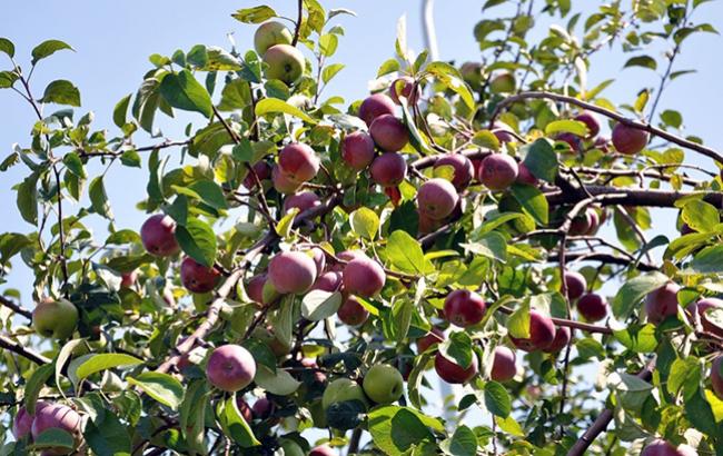 Погода на сегодня: в Украине местами дожди, температура до +31