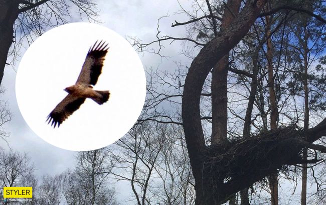 В Чернобыле заметили уникальную птицу: самый маленький в мире