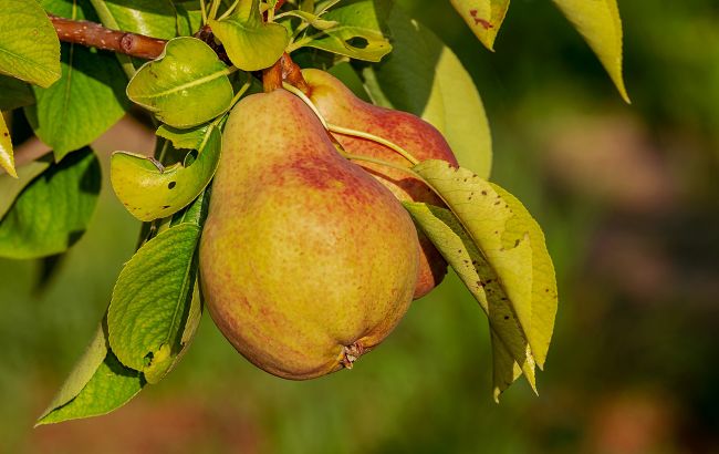 Укрепляет иммунитет и поддерживает сердце: медики рассказали о целебных свойствах груши