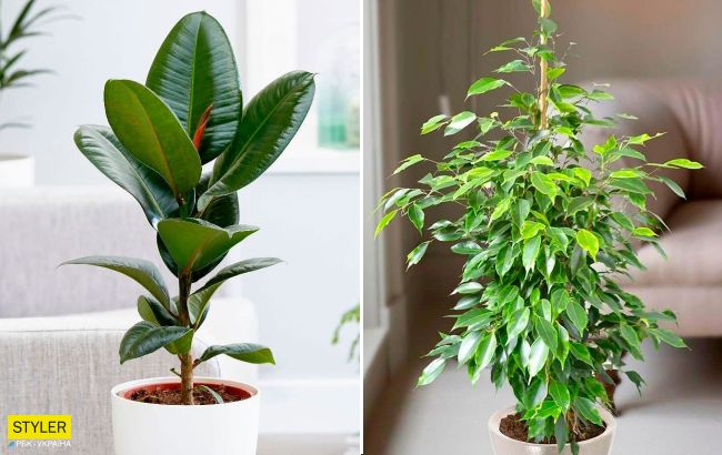 Вот почему в доме нельзя держать фикус