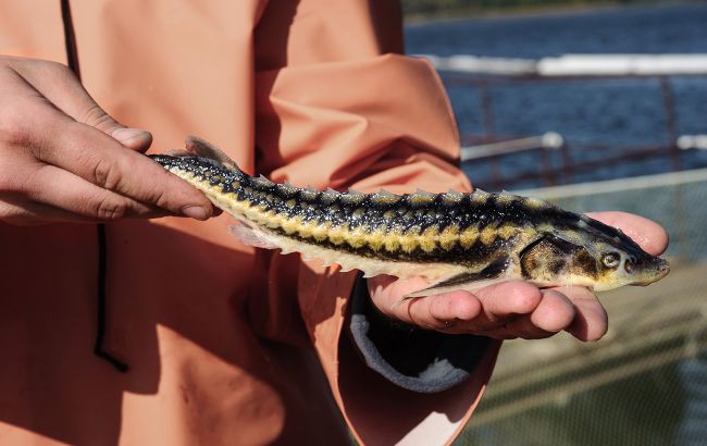 Из-за загрязнения Южного Буга мгновенно погибло 9 тонн краснокнижной рыбы (фото)