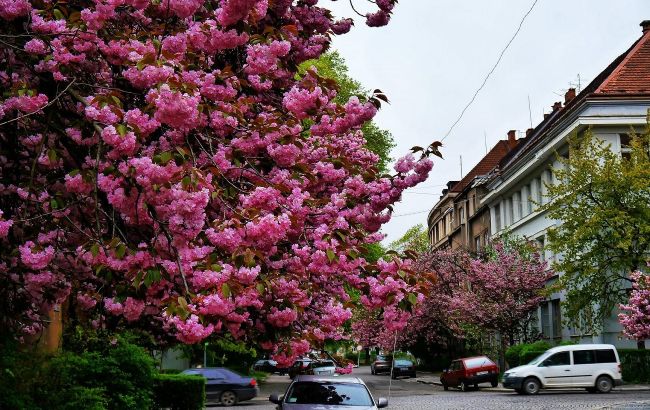 Від шафранів до сакур. Найяскравіші квіткові локації для весняної мандрівки