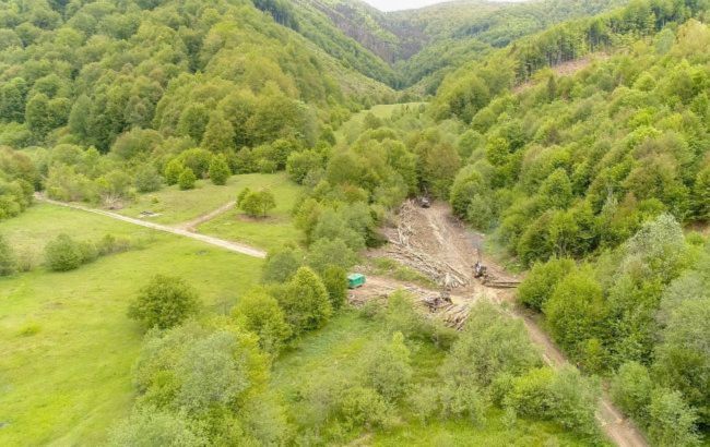 Впервые с 1996 года: в Украине запускают национальную инвентаризацию лесов