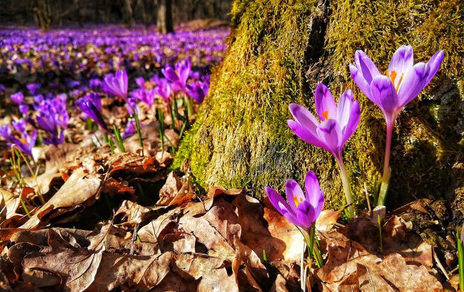 На галявинах Карпат зацвіли червонокнижні шафрани: яскраві фото і локації