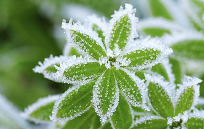 Завтра в Украине ожидаются сильные заморозки