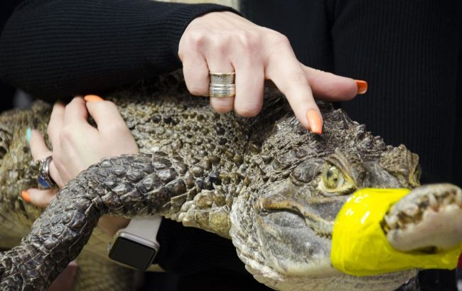 На украинском курорте фотограф перевязал животному пасть и предлагал фото с ним