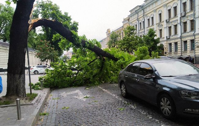 Последствия непогоды в Киеве: ветер повалил около 40 деревьев