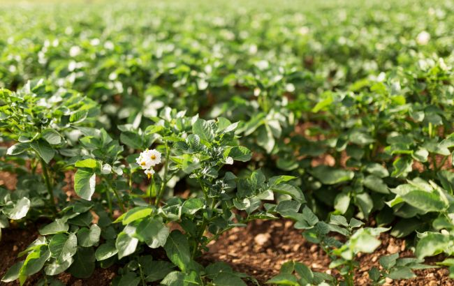 Народні засоби від колорадського жука: список ефективних методів боротьби