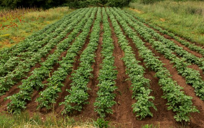 Навіщо косити бадилля картоплі та коли це найкраще робити