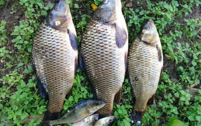 Эти хитрости помогут рыбакам наловить полный садок карасей