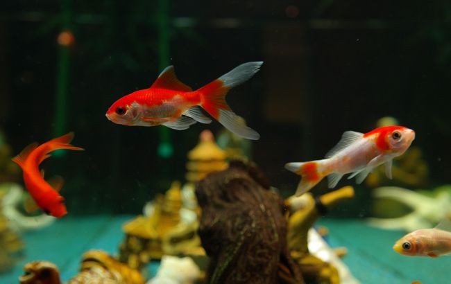 5 вещей, которые нельзя класть в аквариум (хотя большинство именно так и делает)