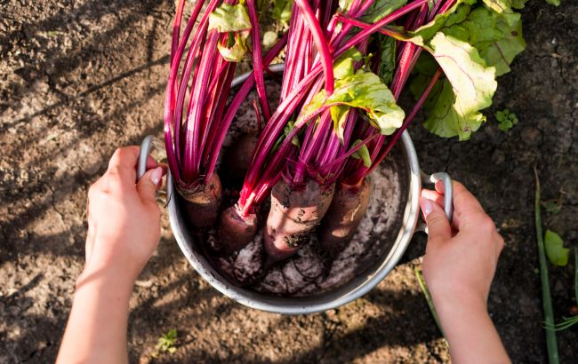 Чим підживити буряк, щоб він виріс великим і солодким