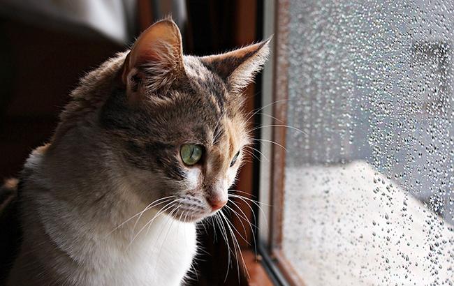 Погода на сегодня: в Украине дожди с мокрым снегом, температура до +12