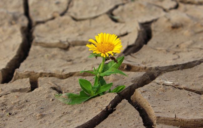 Жара и затяжная засуха: синоптики показали новые карты погоды на август