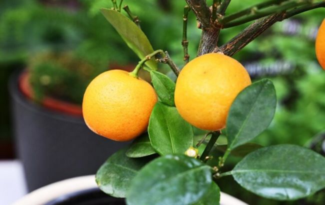 Как вырастить мандарин из косточки: следуйте этим советам