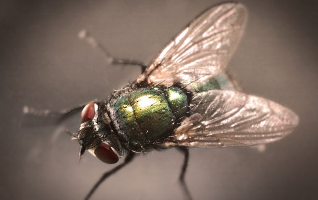 Простые до гениального способы отпугнуть мух от вашего дома