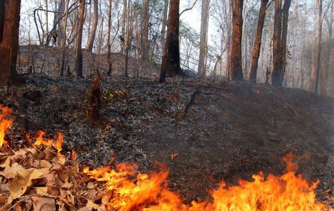 В Киеве и Киевской области 15-17 июля ожидается высокая пожарная опасность