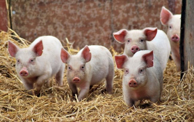 У Київській області зафіксовано спалах АЧС