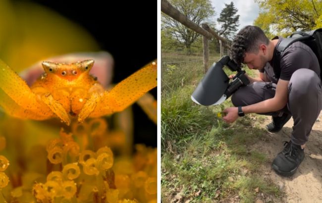 Крихітного павука показали у макрооб'єктиві. Дивіться на цього "монстра" (відео)