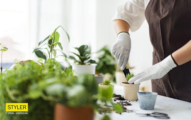 Флорист назвала идеальное растение для квартиры, с которым справится даже новичок