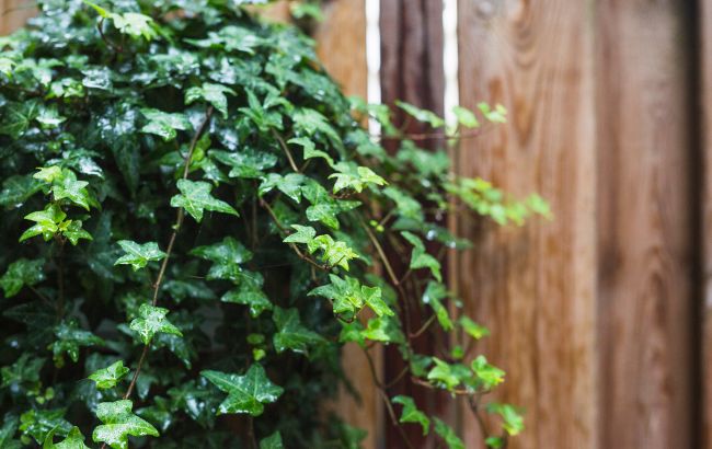 4 садові рослини, які можуть пошкодити ваш будинок: дивіться список (фото)