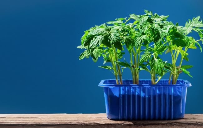 Только опытные огородники знают, зачем добавлять луковую шелуху в ящик с рассадой