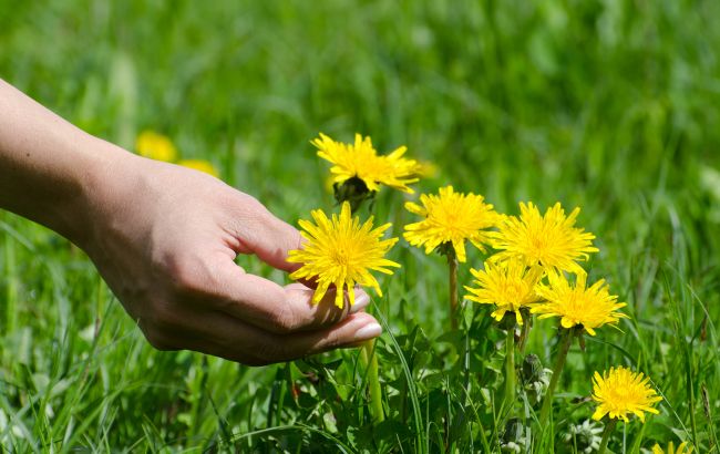 Названий єдиний спосіб позбутися кульбаб на ділянці без "всякої хімії"