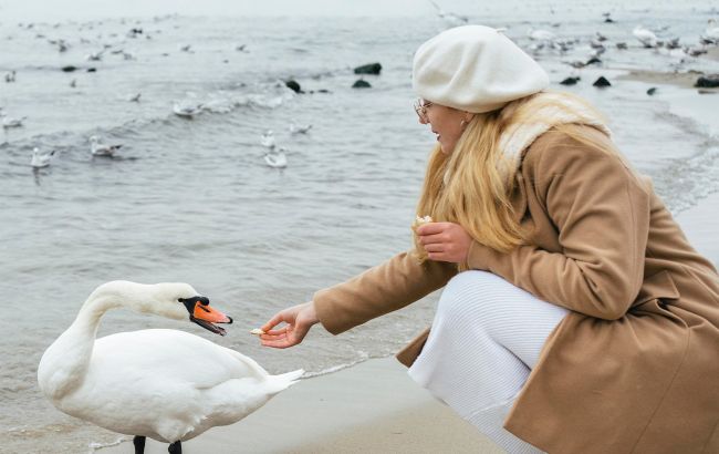 Хліб - не їжа для птахів! Чому не можна його давати лебедям та качкам взимку