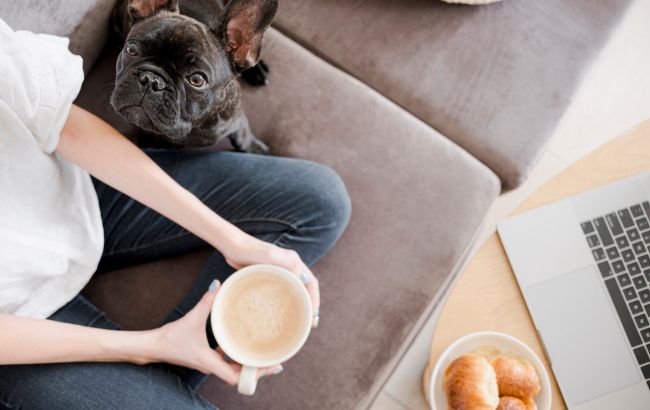 Что категорически нельзя давать собаке со стола