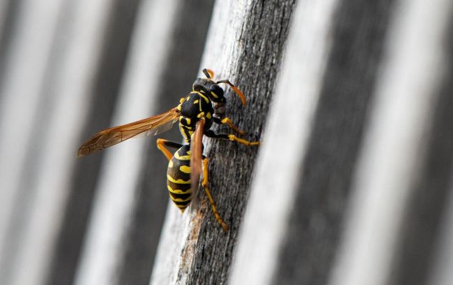 Від вирощування рослин до створення пасток: як відлякати ос домашніми засобами