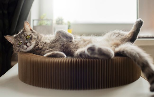 Порадуйте котов: какой праздник 8 августа, что делать нельзя и кого поздравить с Днем ангела