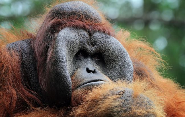 Як самолікування тварин допомогло людству вижити: дивовижні факти