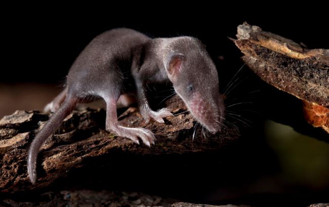 Странное существо каждую ночь наведывается к женщине: она считает, что это чупакабра